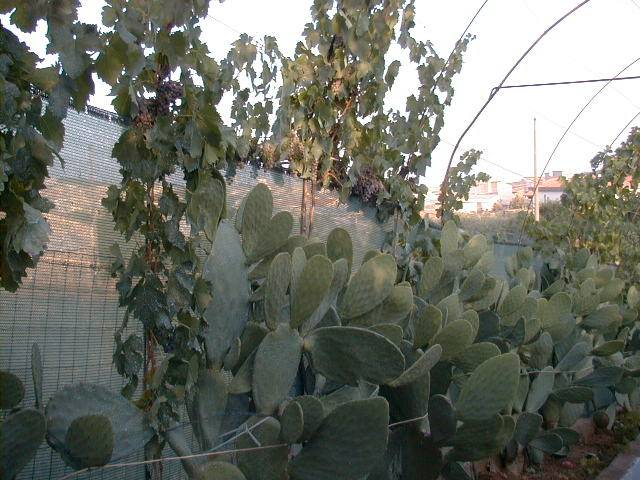 Nissoria JungleKey.fr Wiki